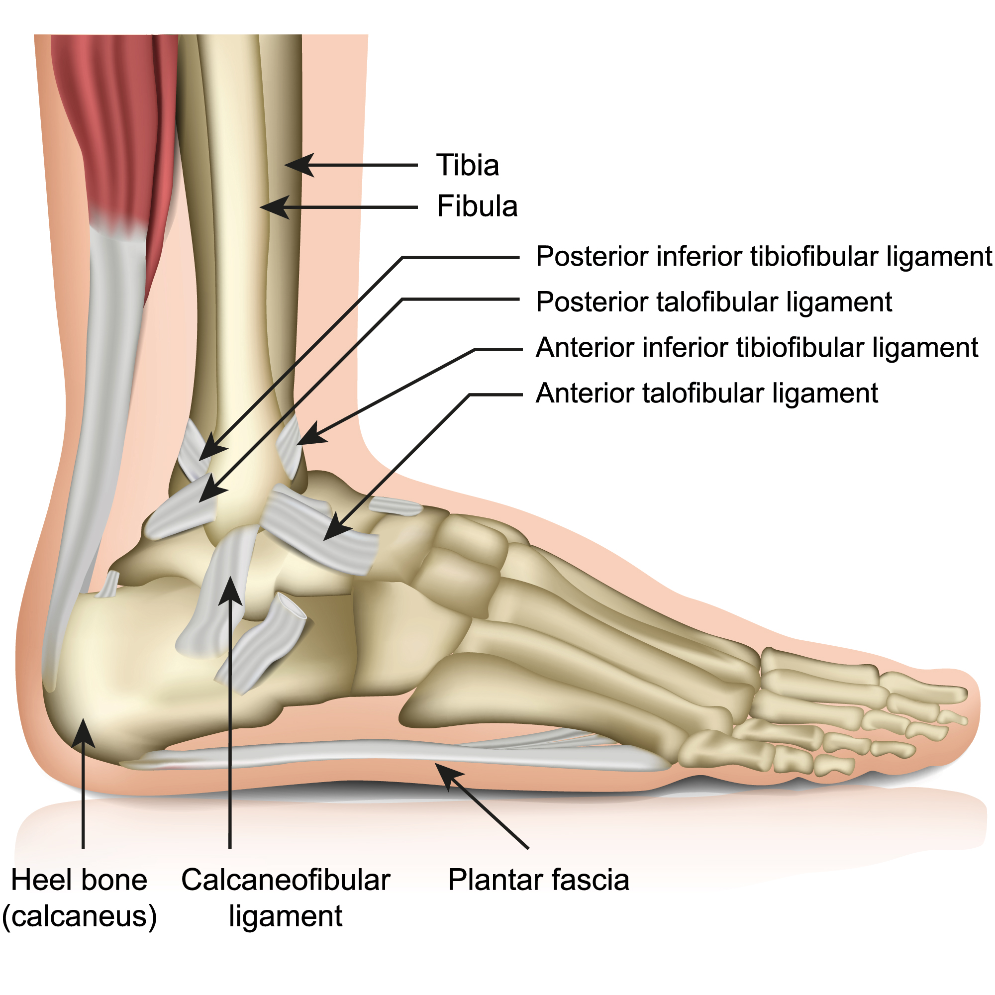 Ankle Joint