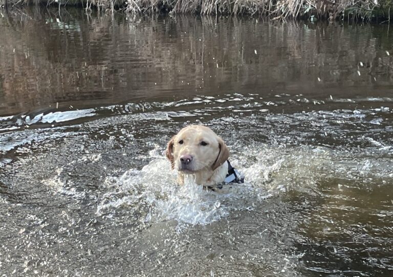 Sandy The Labrador In Llangollen Canal
